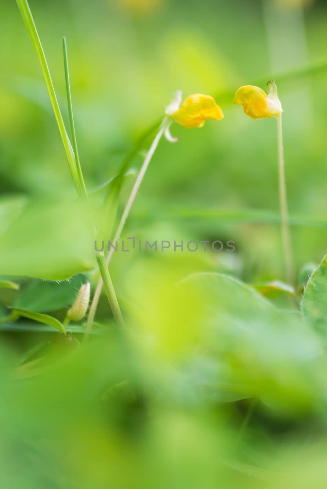 An Small Flowers Bed in sunlight .