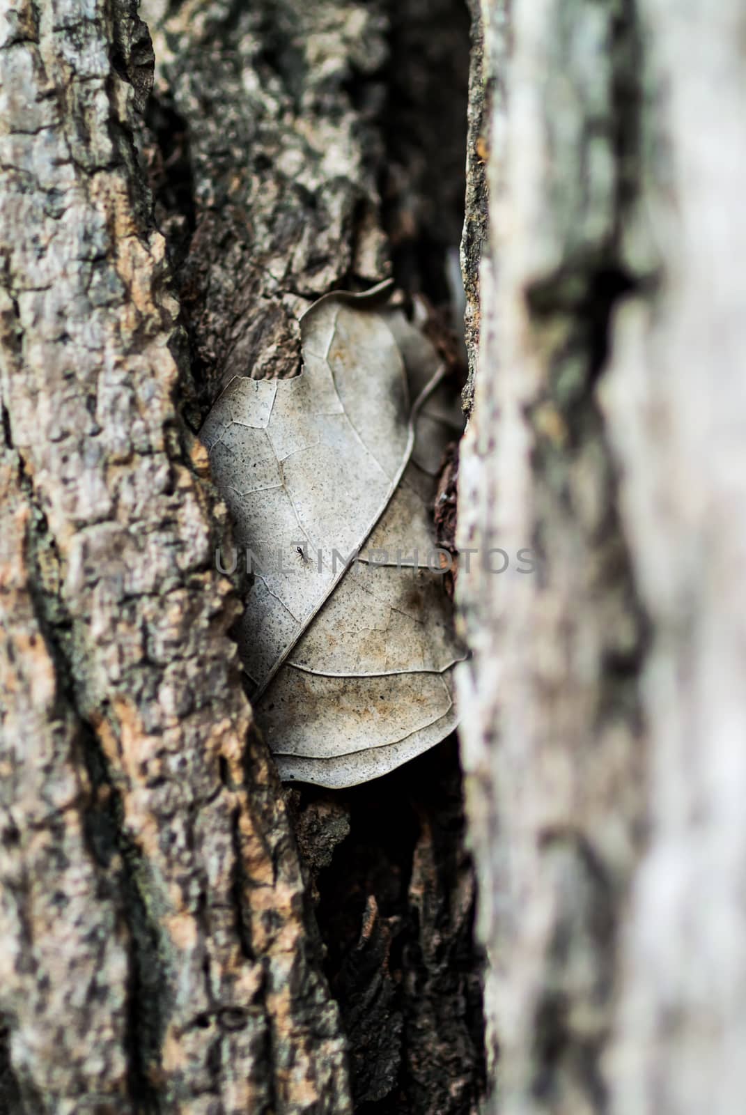 An Nature Leaf die in soft light .