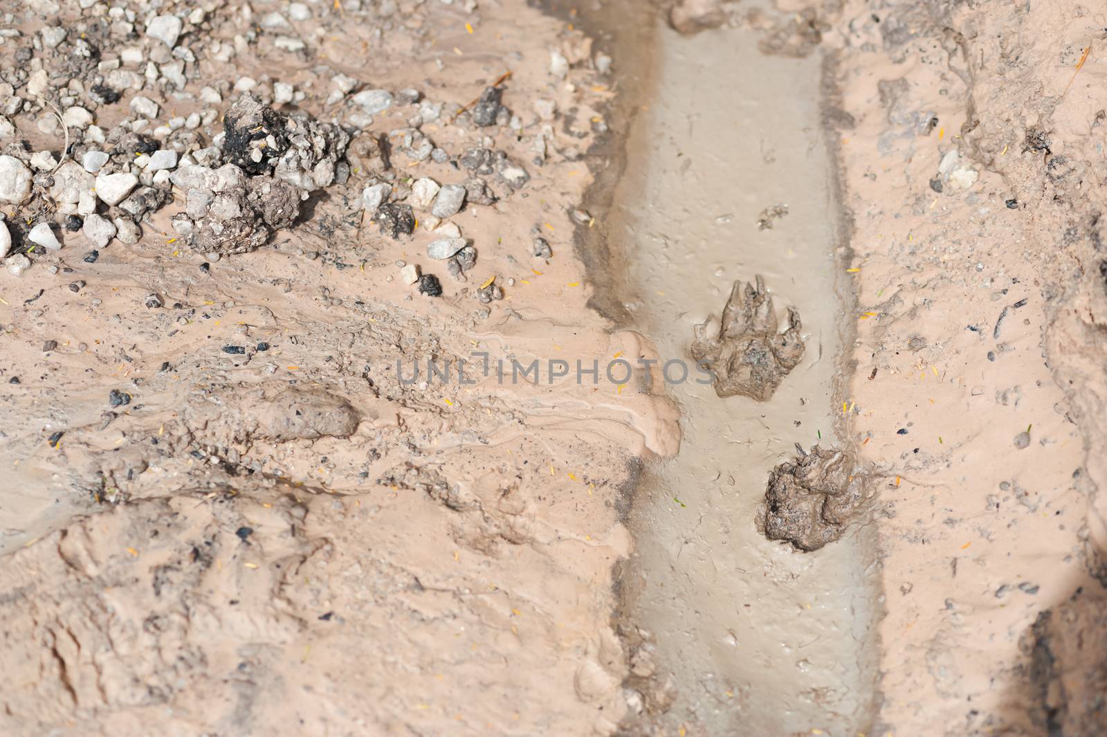 Footprints of animal by panumazz@gmail.com