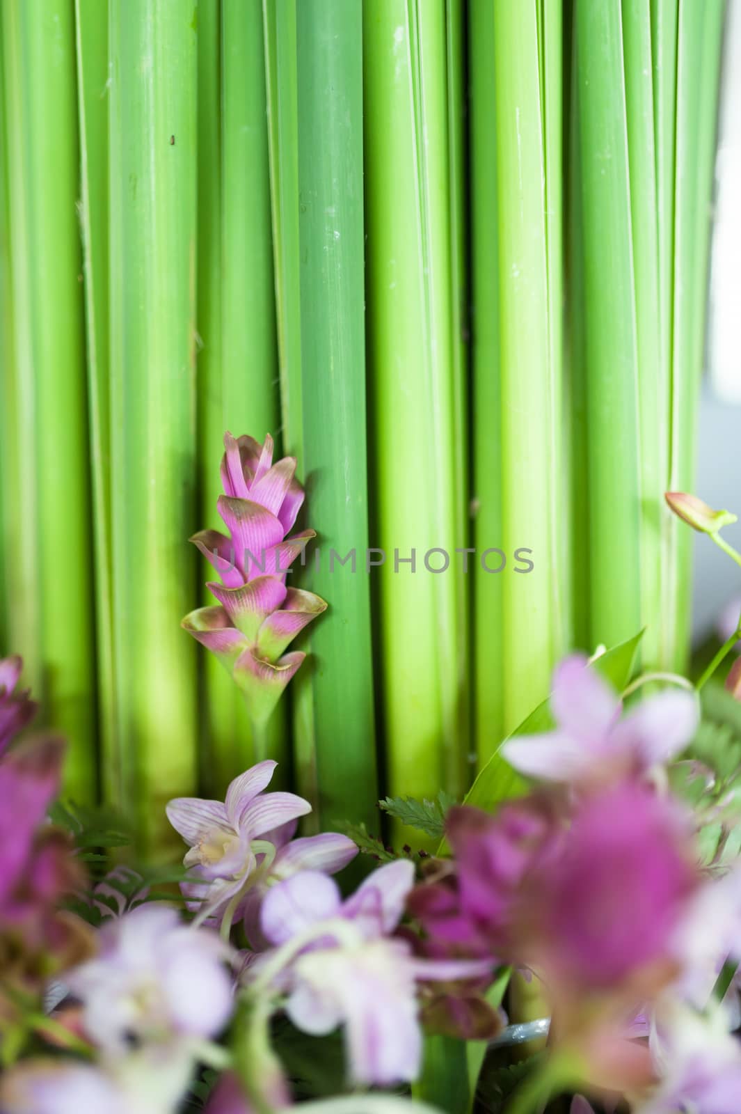 Siam tulip flower in soft light  by panumazz@gmail.com