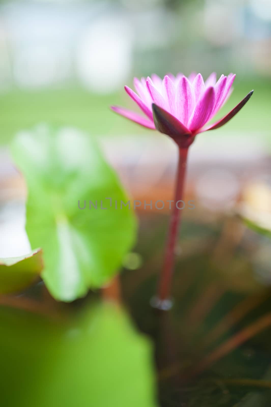 Lotus in nature pool in sun light by panumazz@gmail.com