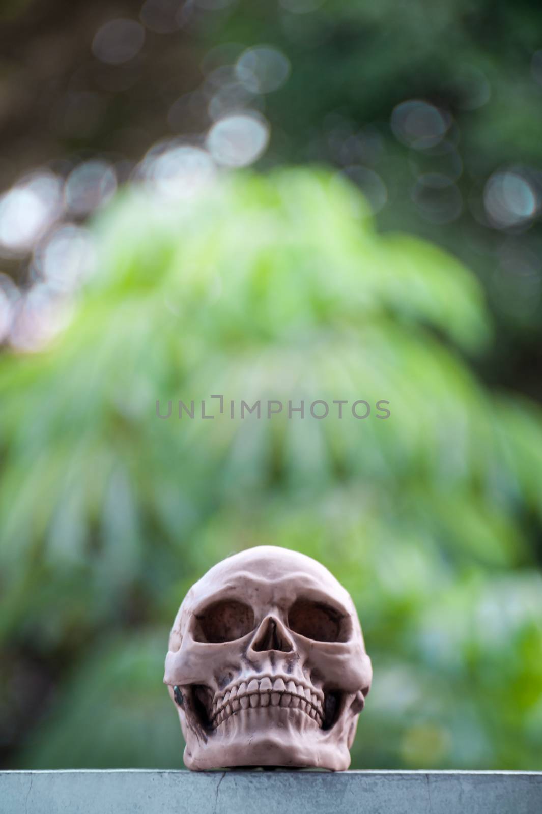 Skull nature place in soft light by panumazz@gmail.com
