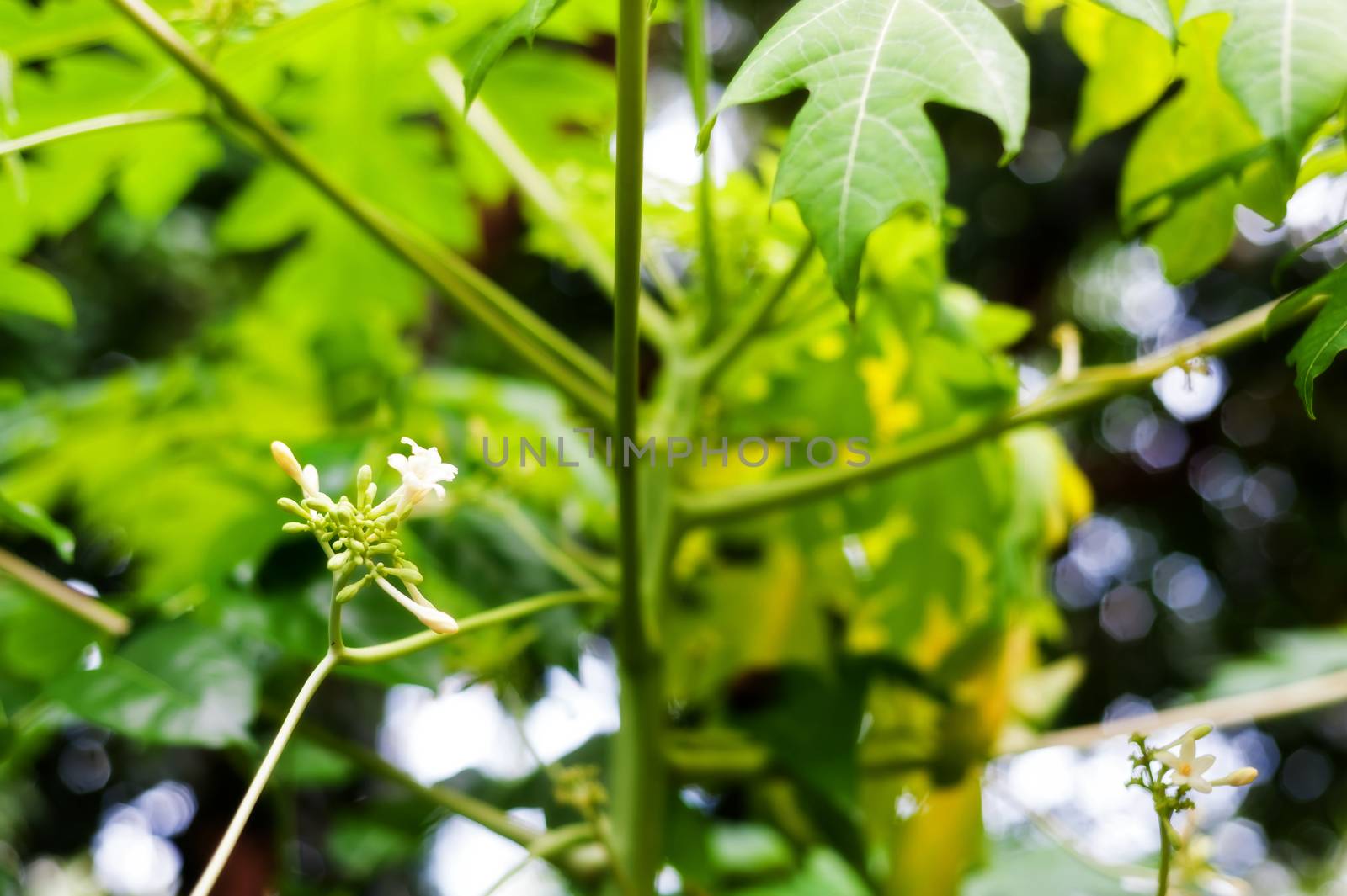 Papaya flower new born in nature place .