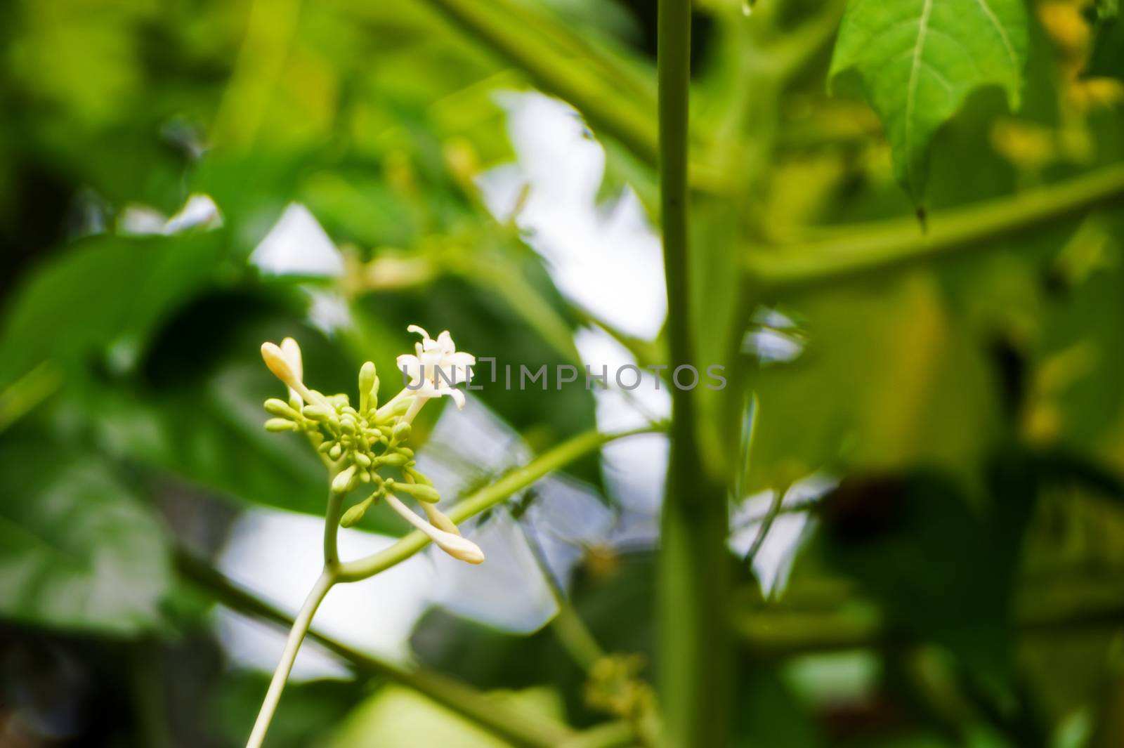 Papaya flower new born in nature place .
