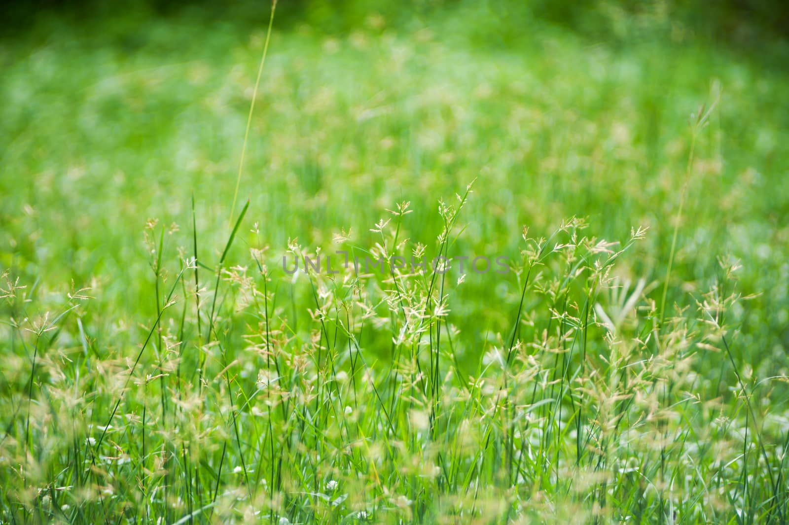 Green grass with sun light . by panumazz@gmail.com