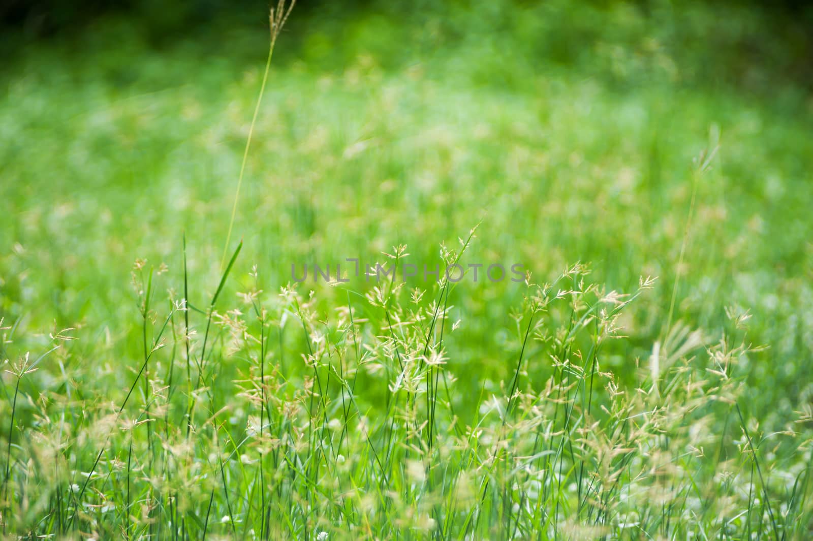 An Green grass with sun light .