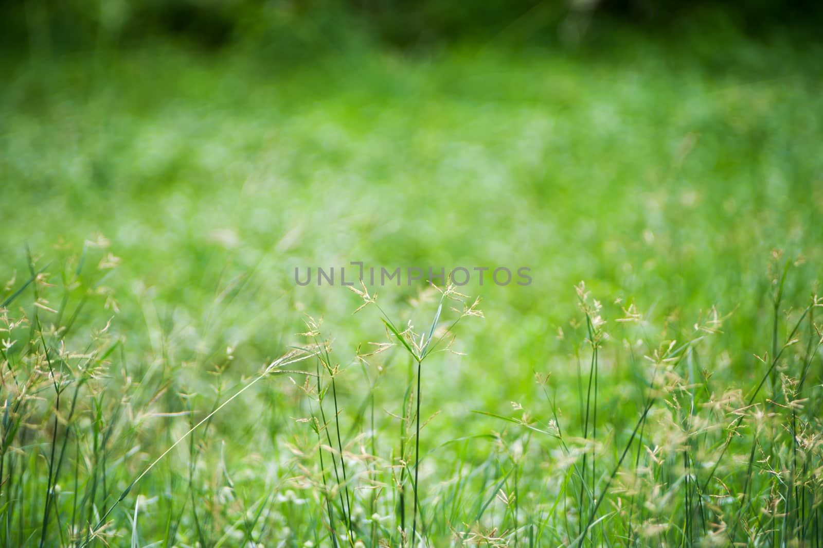 An Green grass with sun light .