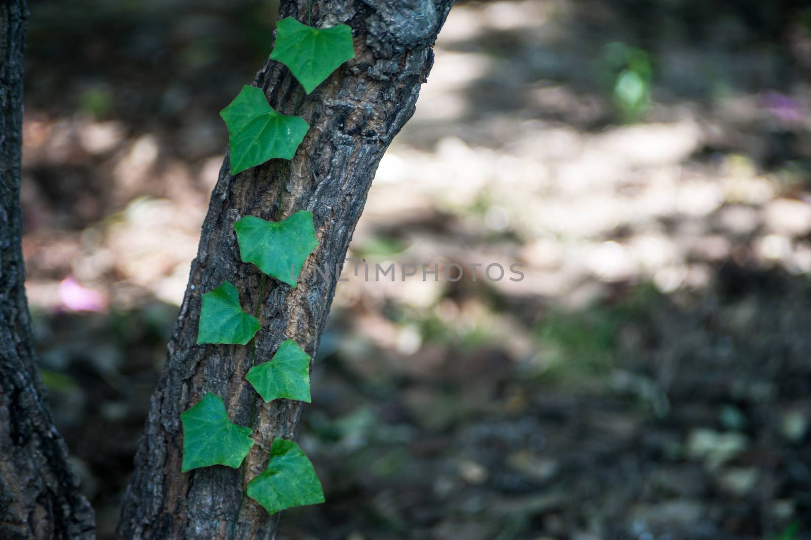 An Spring leaves in soft light .