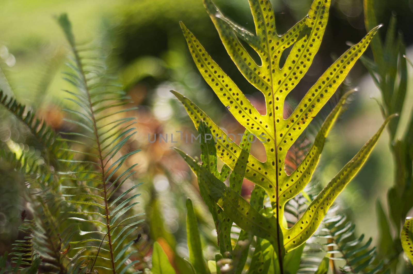 An Spring leaves in soft light .