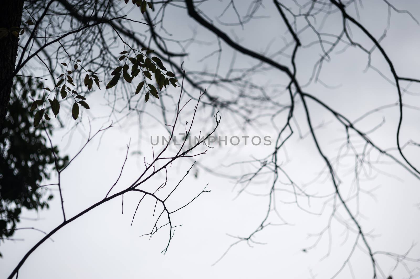 An Dead tree in nature place .