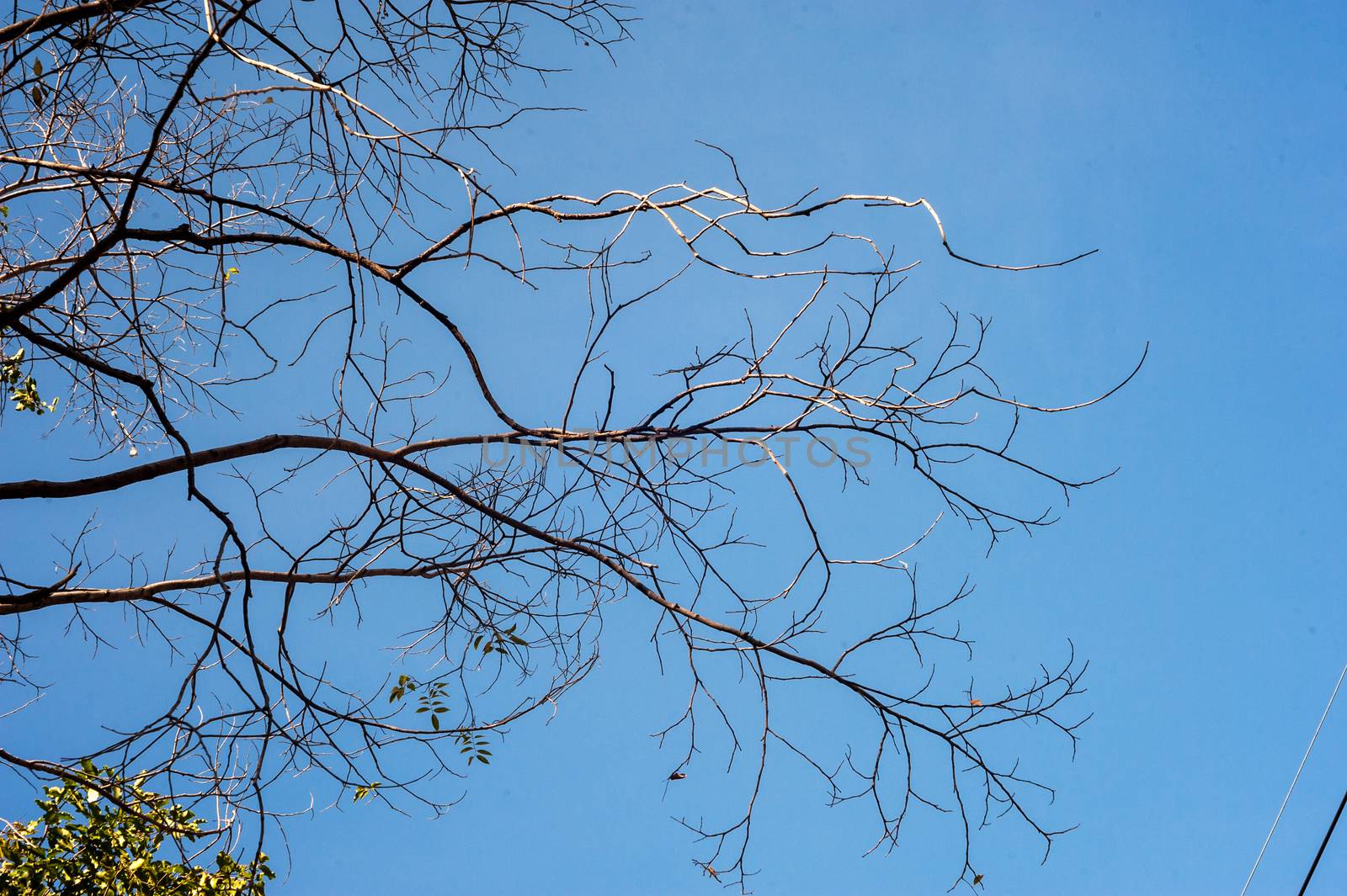 An Dead tree in nature place .