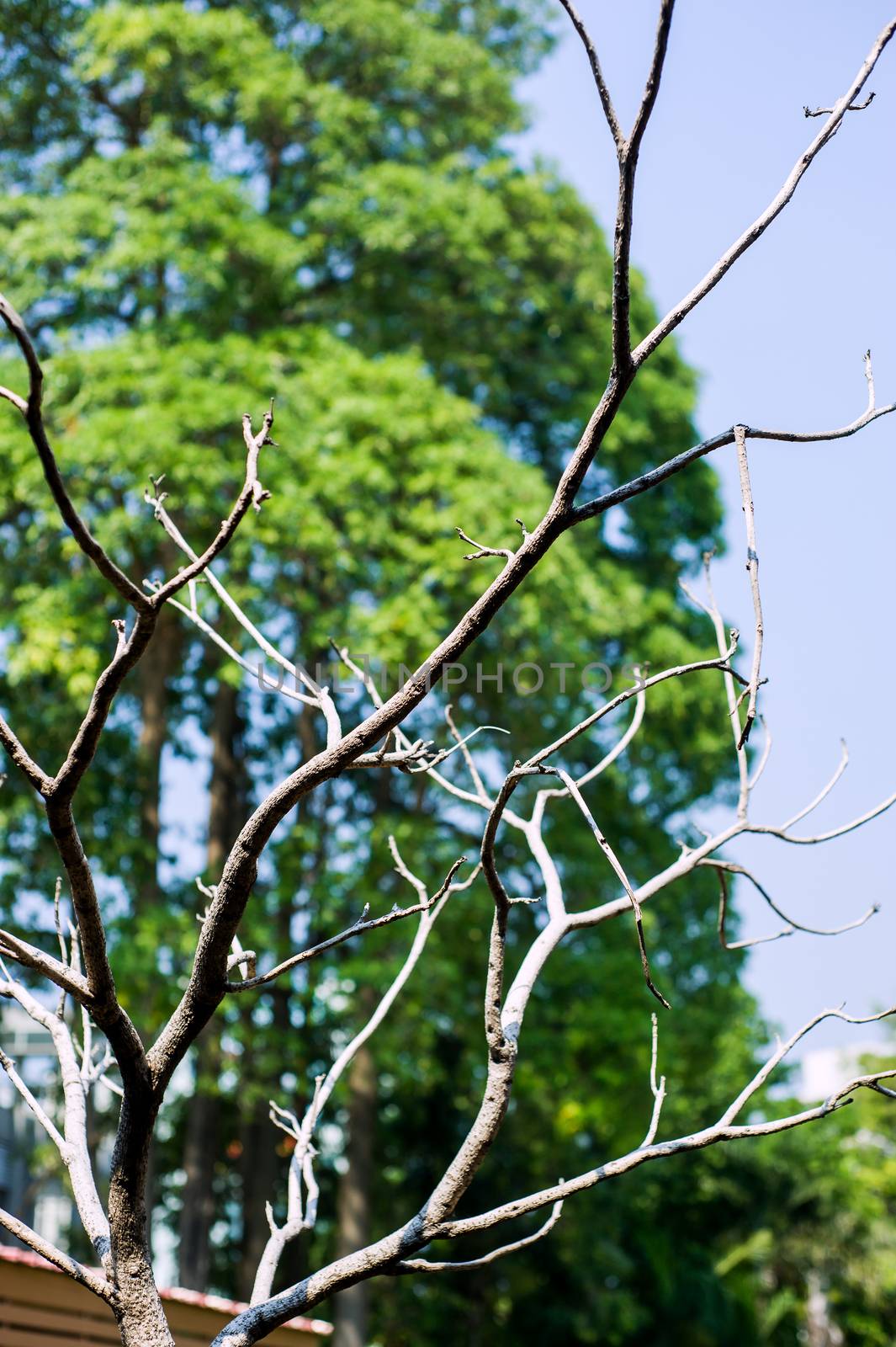 An Dead tree in nature place .