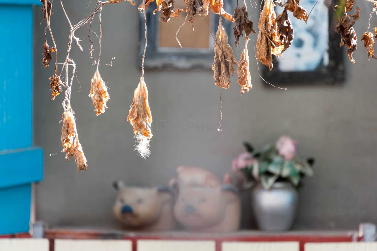 An Nature Leaf die in soft light .