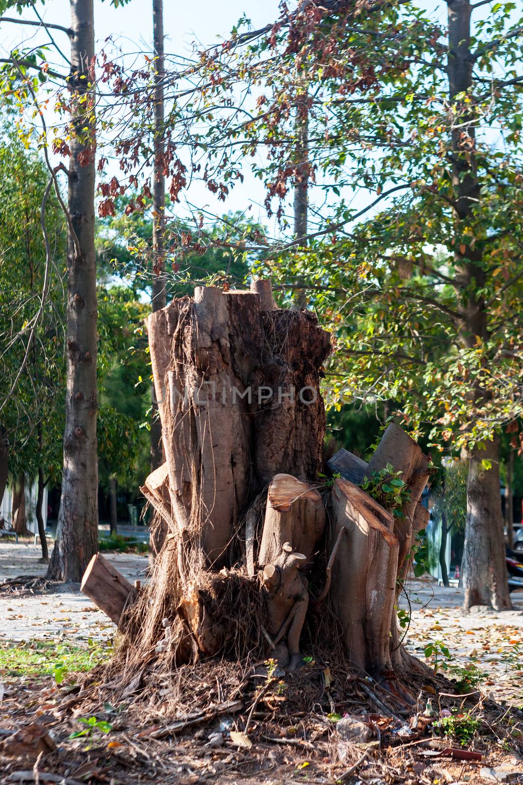 Stump tree in nature place by panumazz@gmail.com