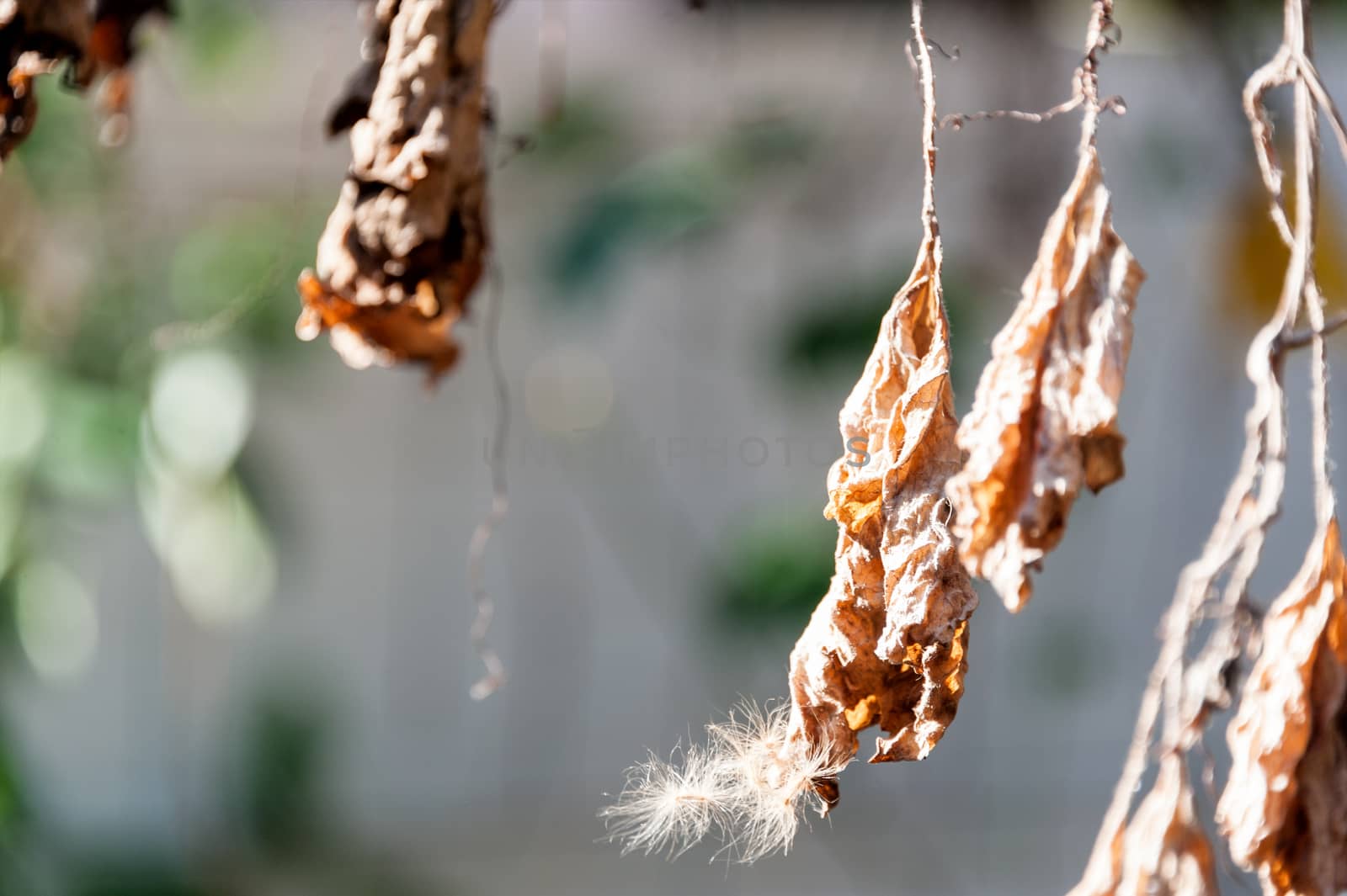 Nature Leaf die in soft light . by panumazz@gmail.com