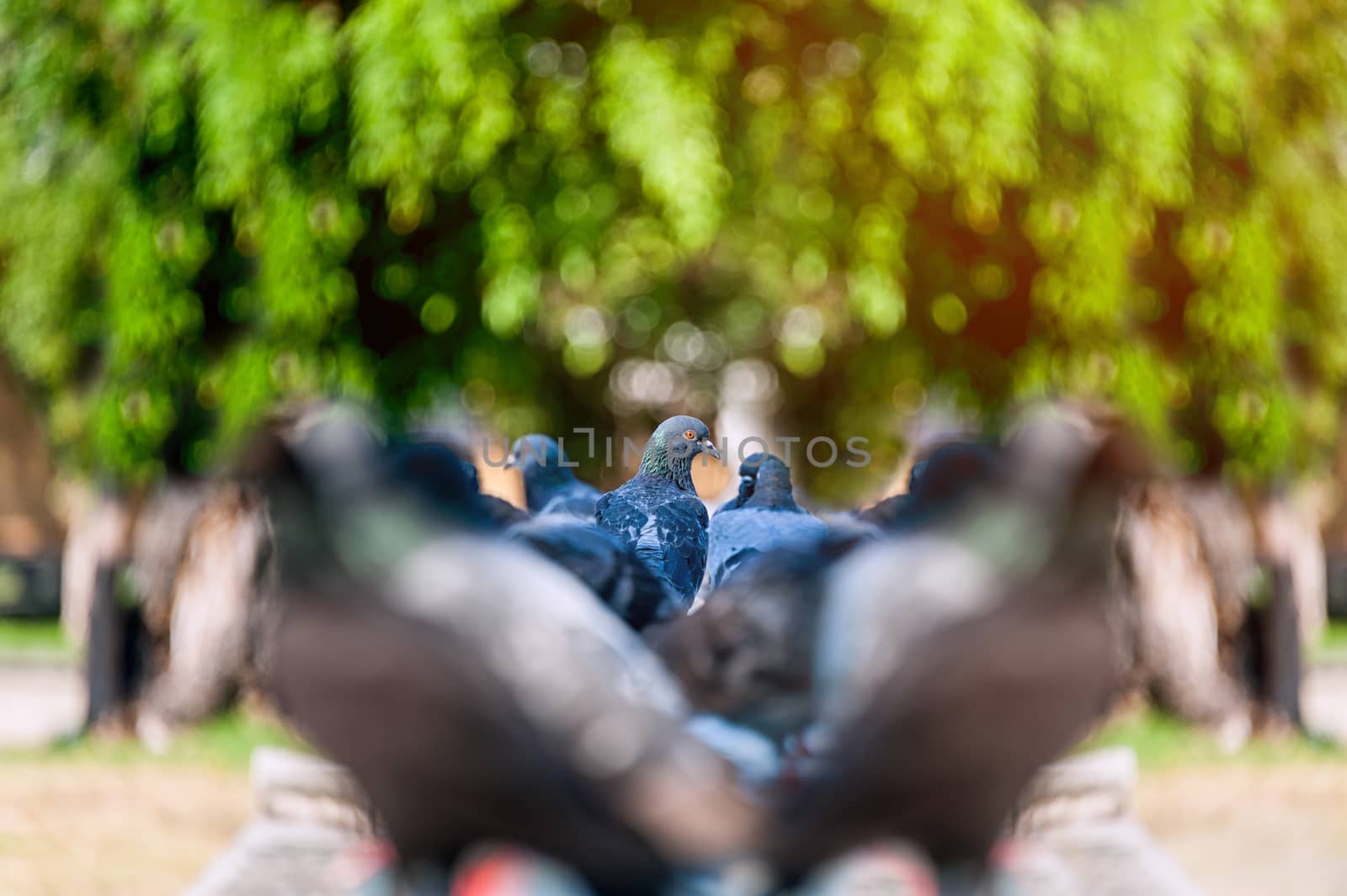 An Pigeon bird in nature place .