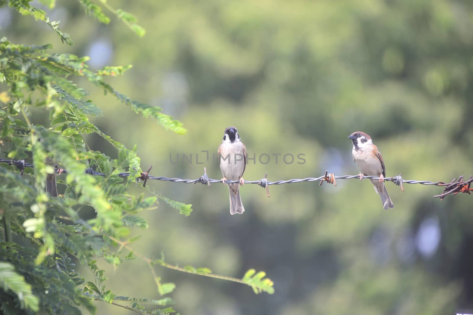 An Bird sparrow in nature place .