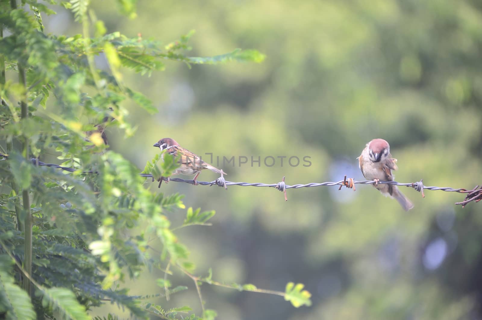An Bird sparrow in nature place .