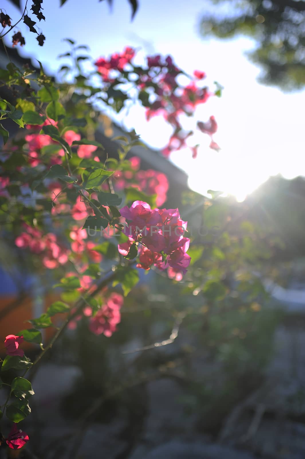 An Flower with sun beam .