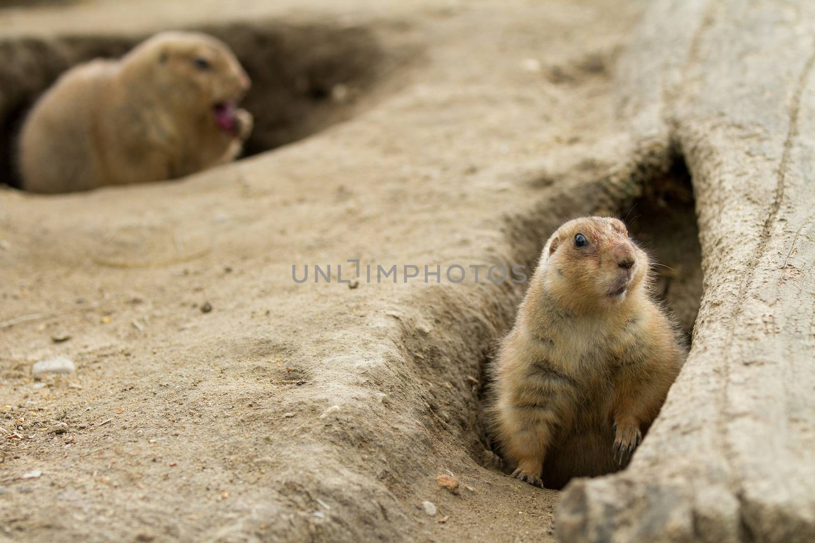 groundhog watching everything go on around him