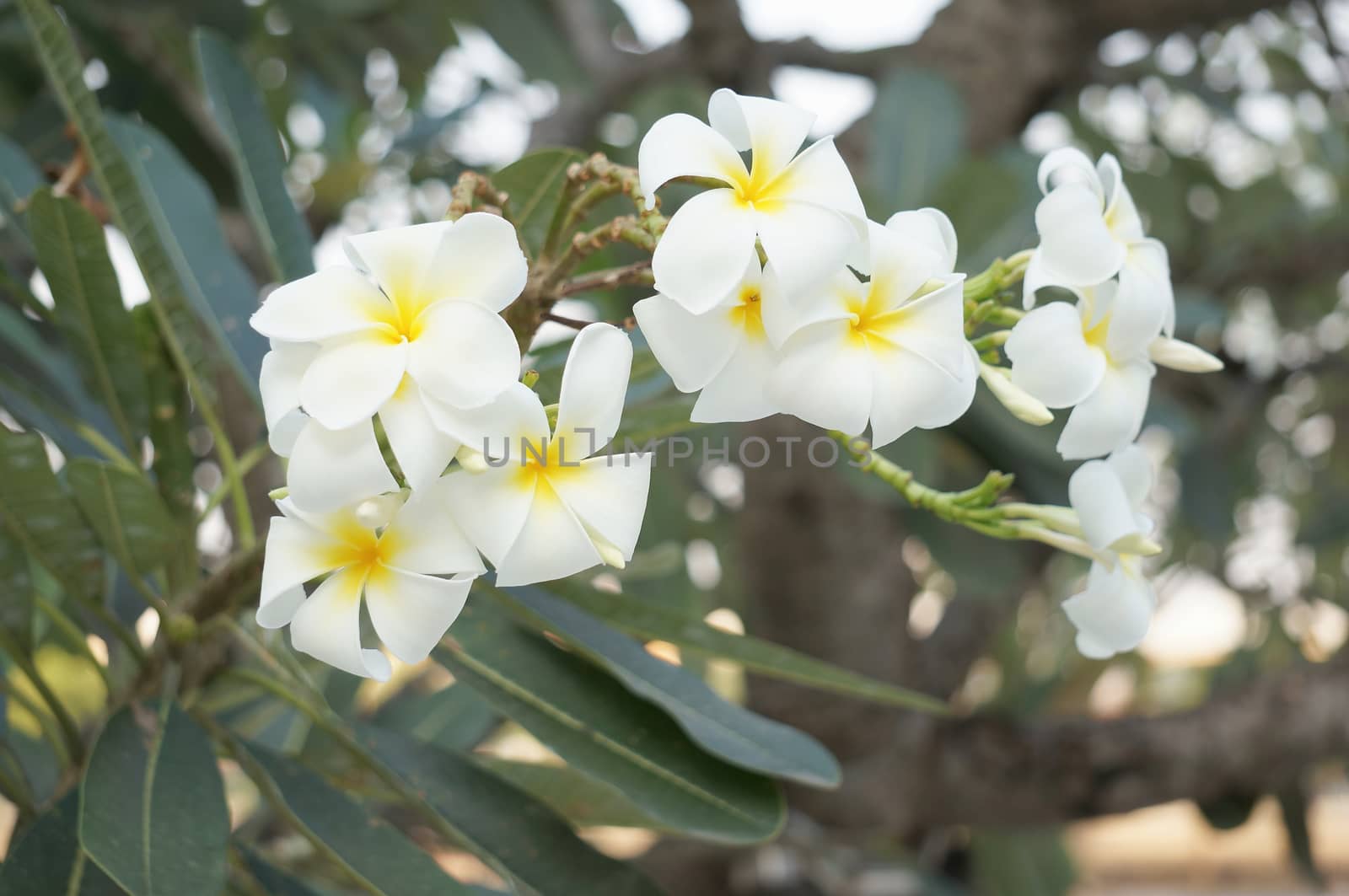 Group of white and yellow plumeria have with green leaves at riverside.