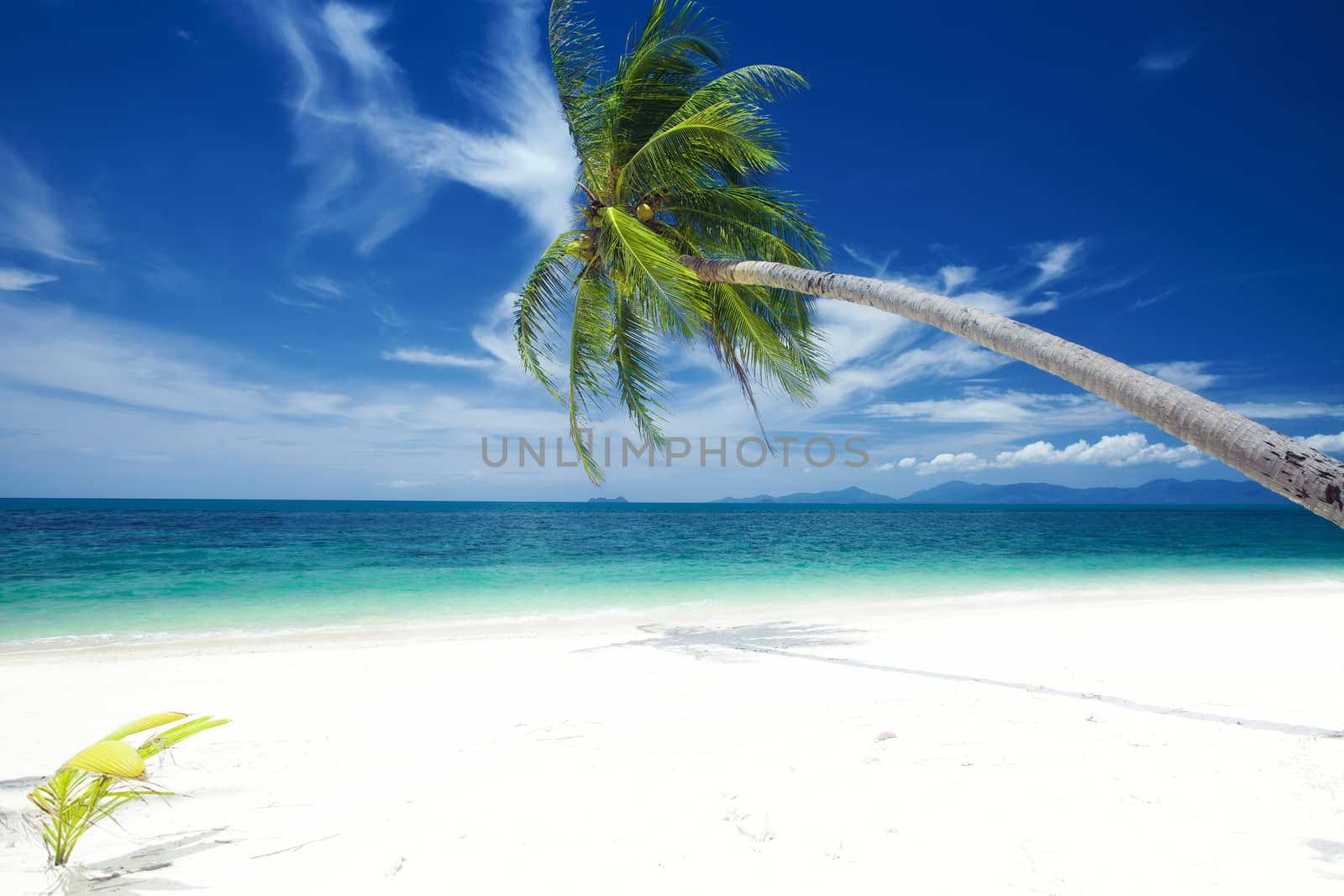 View of nice tropical  beach  with one lonely palm