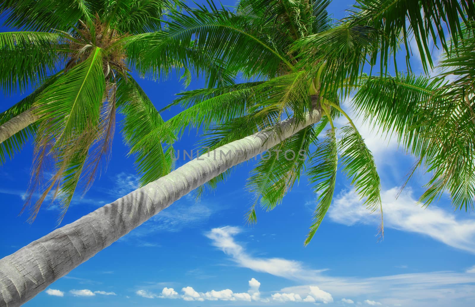 view of nice green  tropical palms on blue sky back