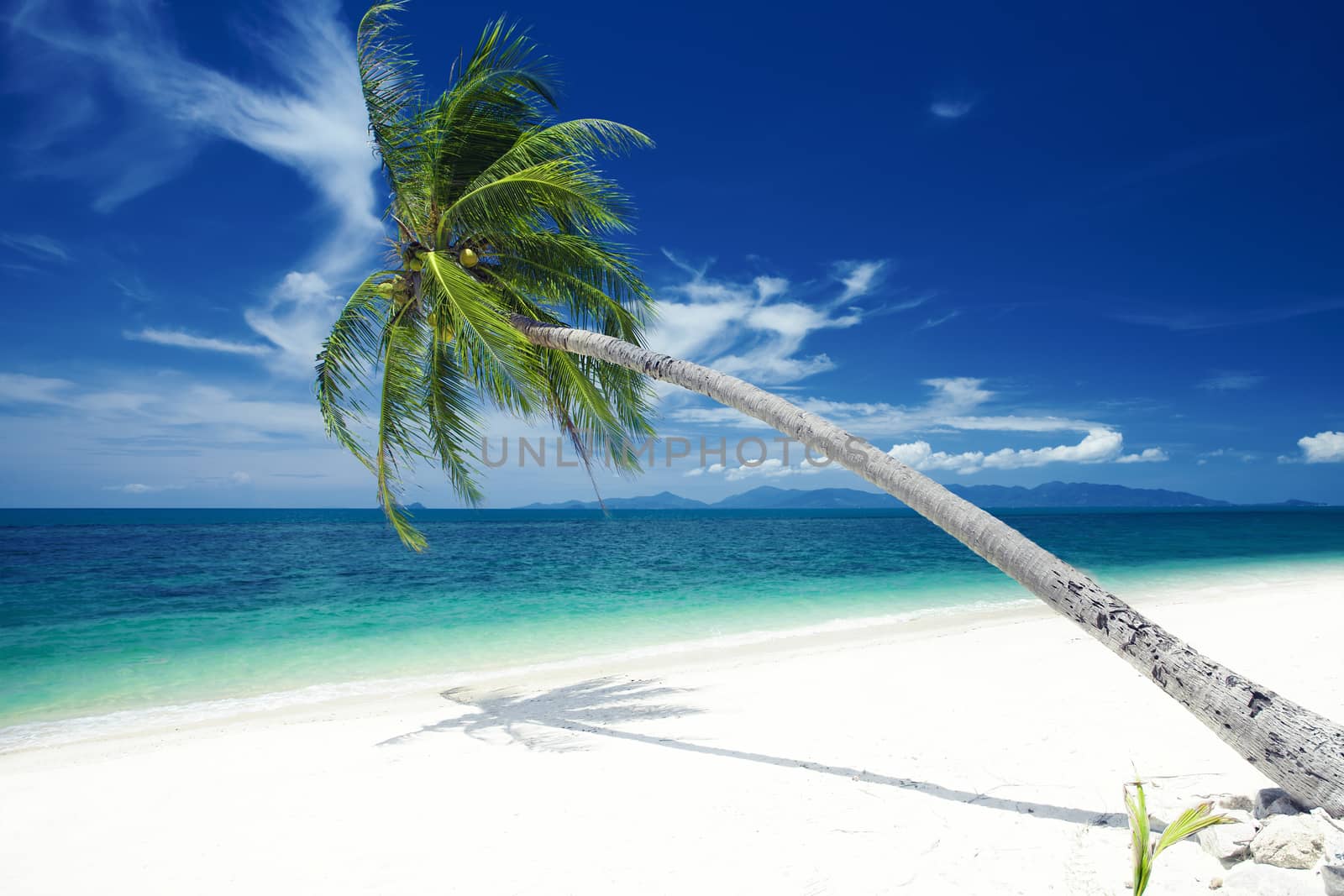 View of nice tropical  beach  with one lonely palm