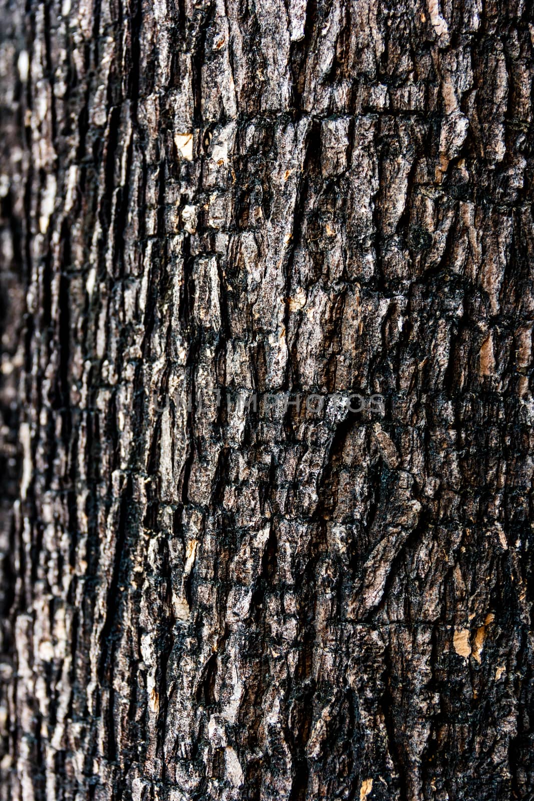 Bark of tree.Choose a focal point in the center of the image. by suriyaph