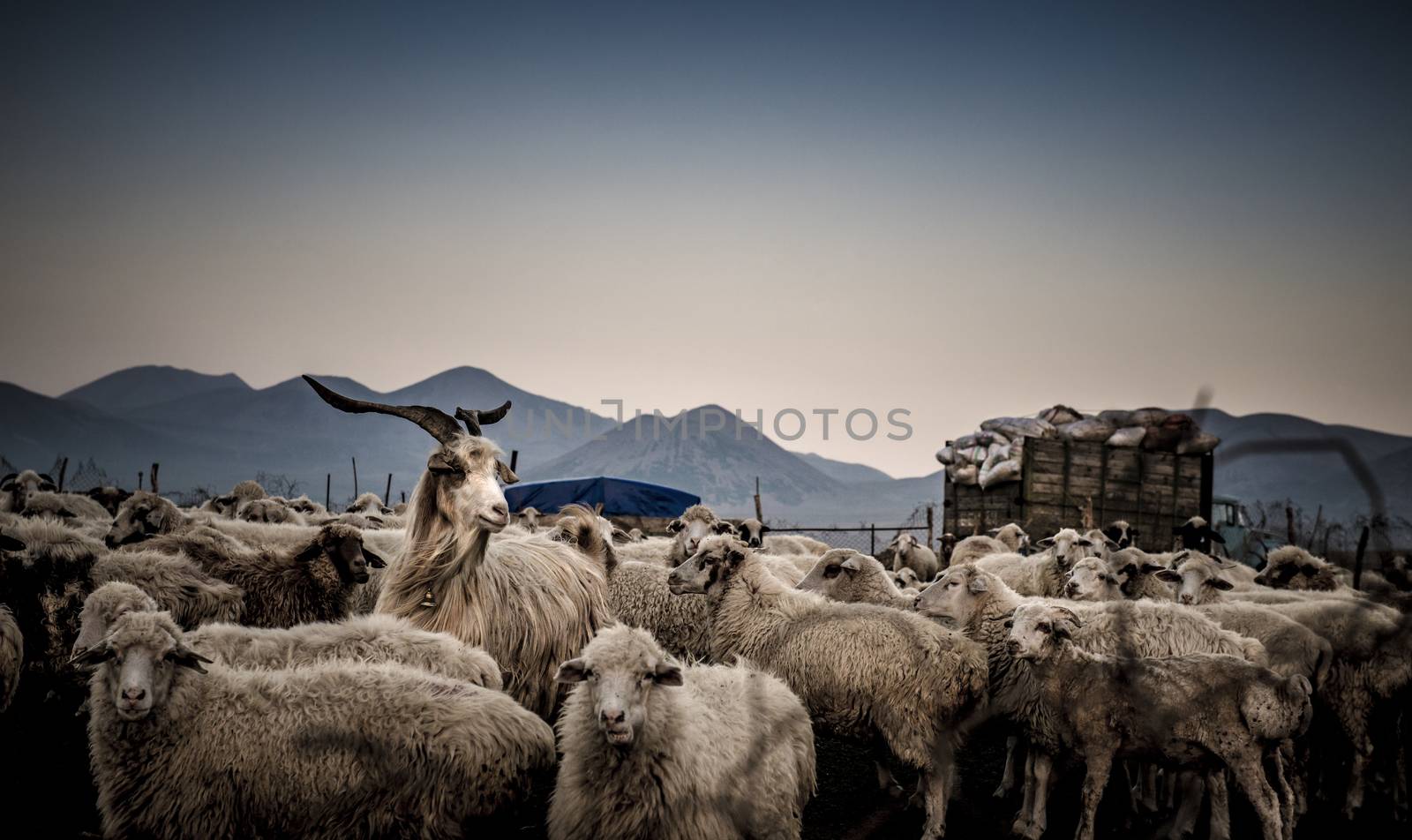 Beautiful image of a herd of sheep in the mountains