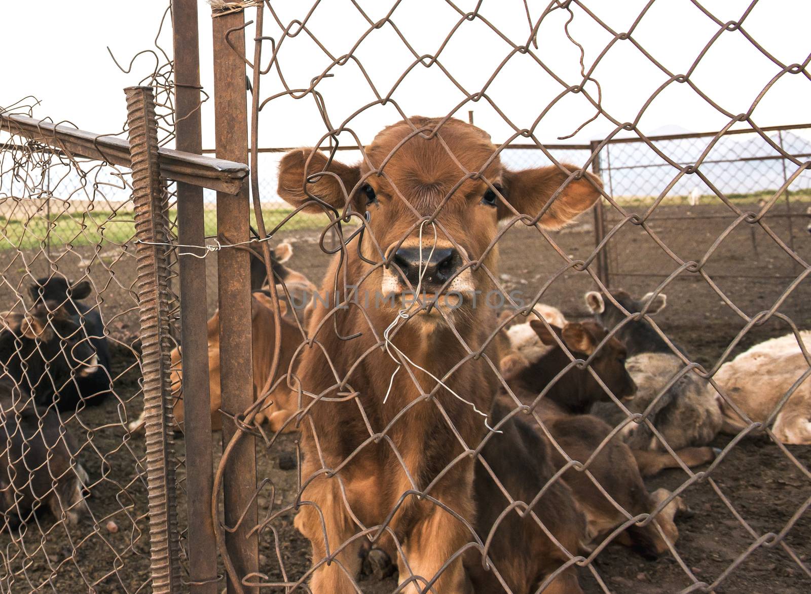 Captive calf behind the fence by thisboy