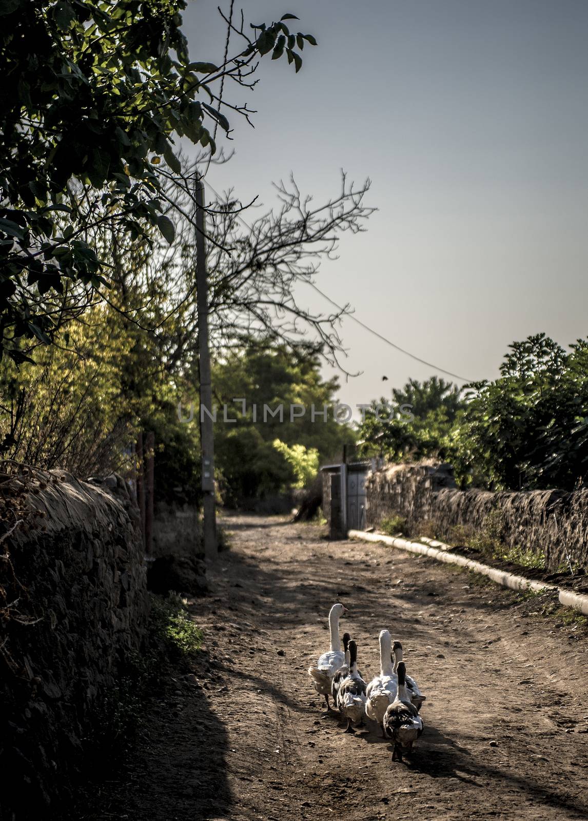 Group of ducks walking down a dirt village road