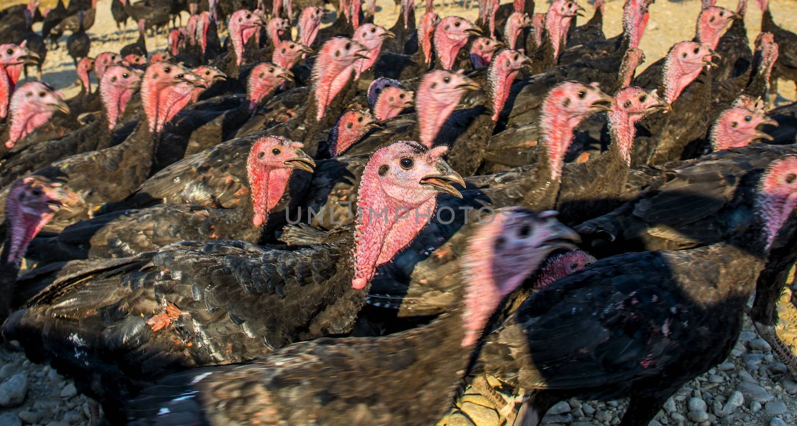 Flock of turkeys being herded through the village