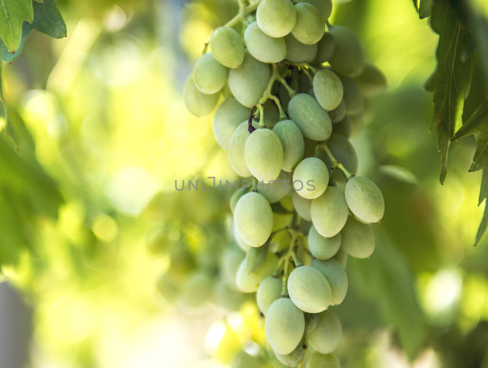 Bunch of Grapes by thisboy