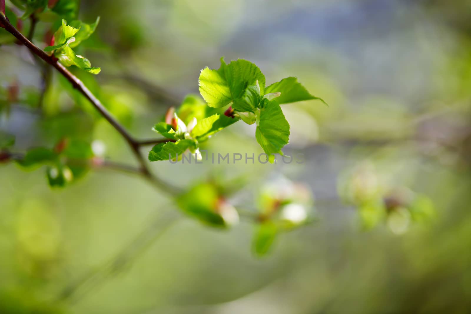 Spring foliage. Young green leaves. by weise_maxim