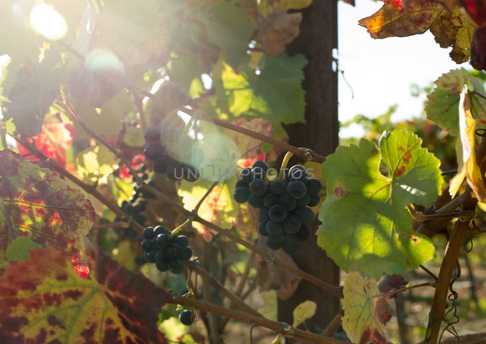 close up view of nice  fresh white grape in nature