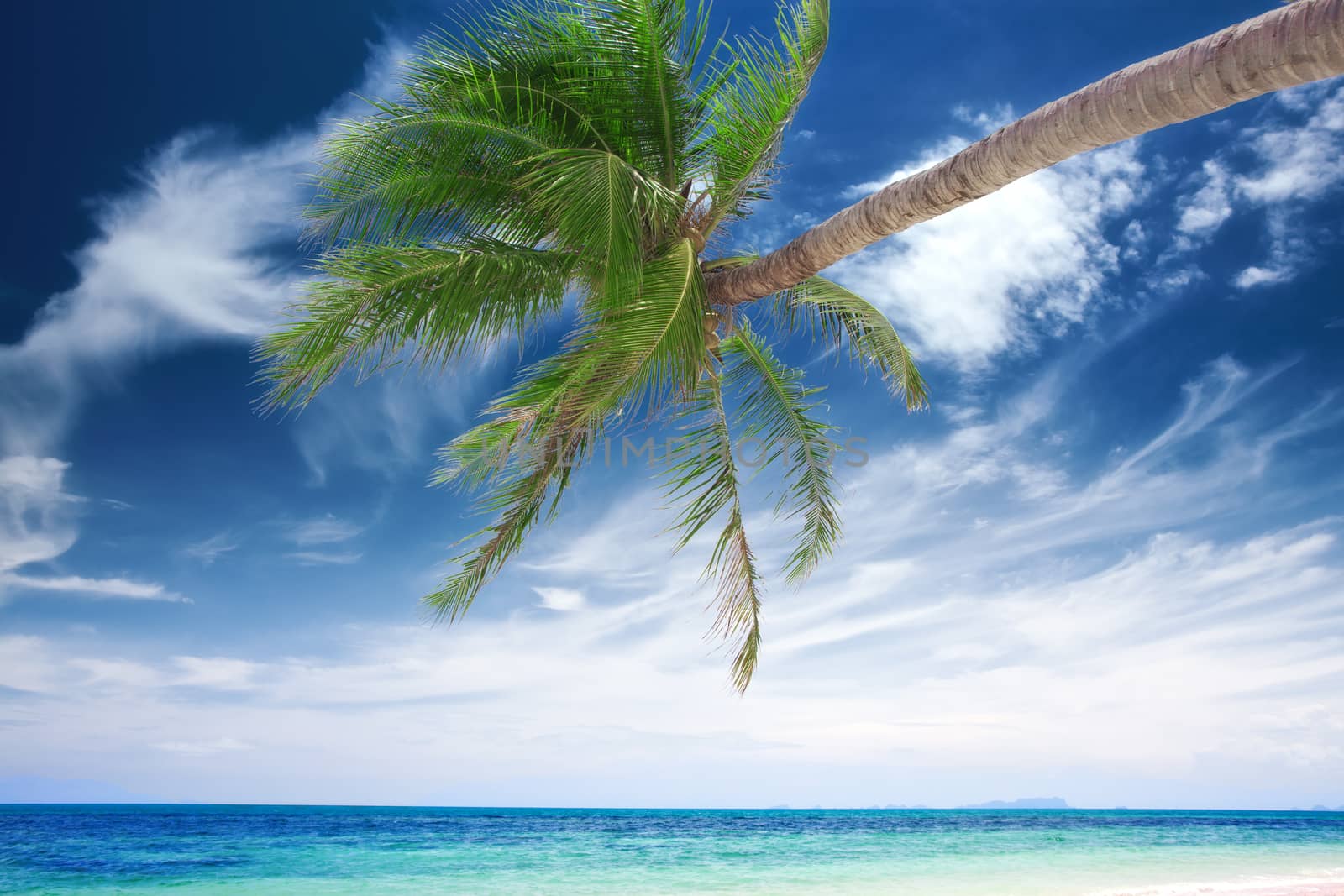 View of nice tropical  beach  with one lonely palm