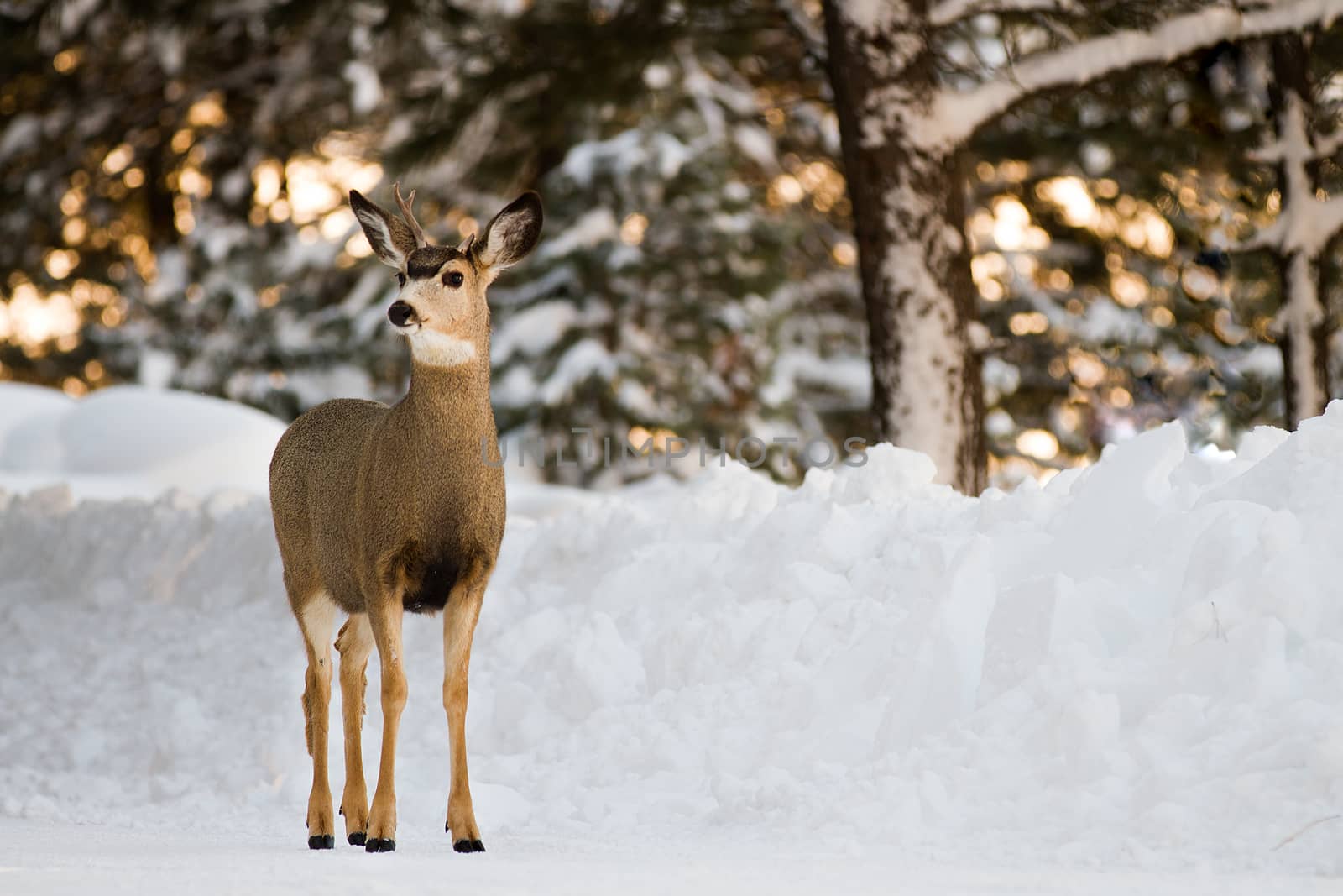 Deer watching out for any danger