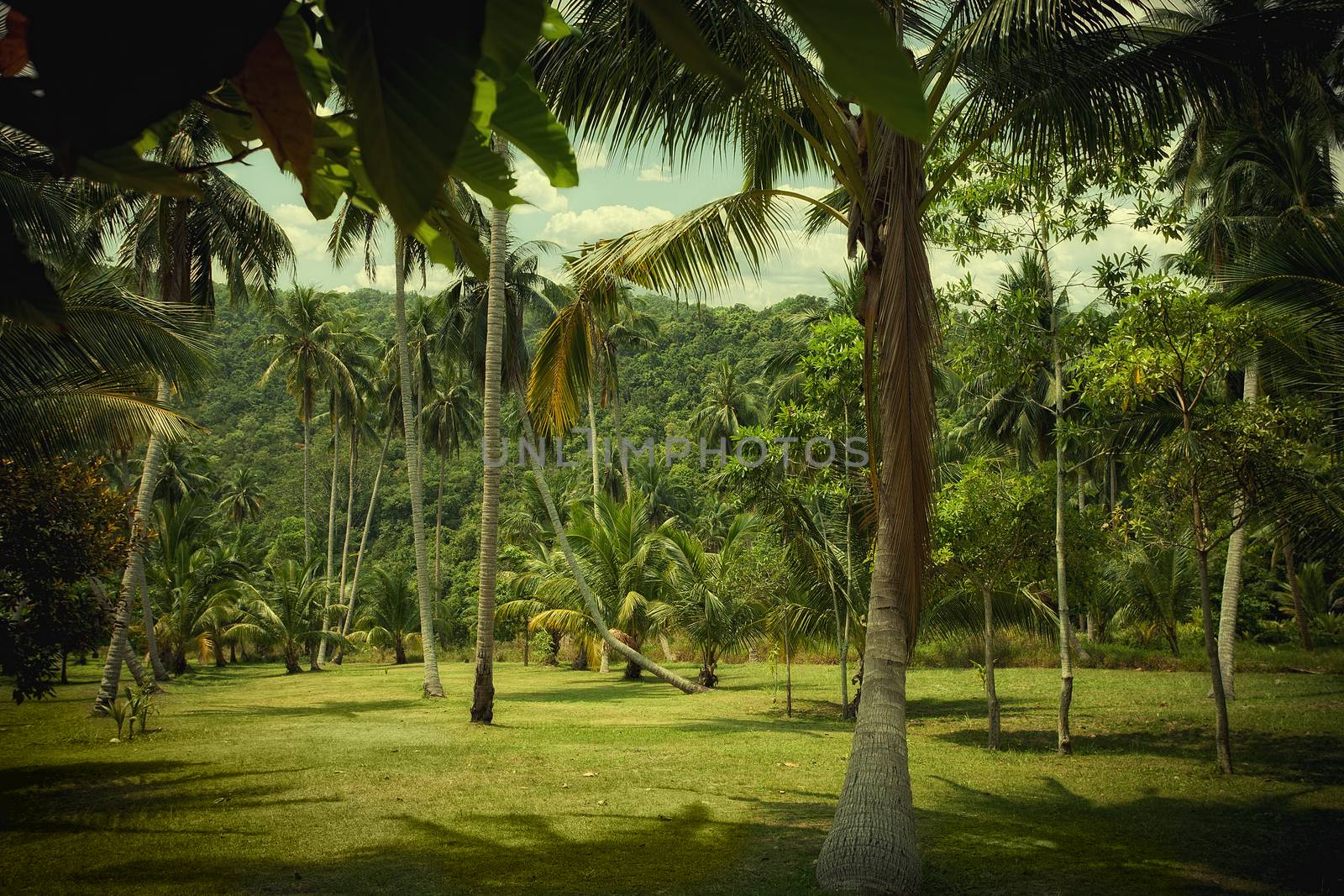 view of nice color  exotic tropic jungle with some palms