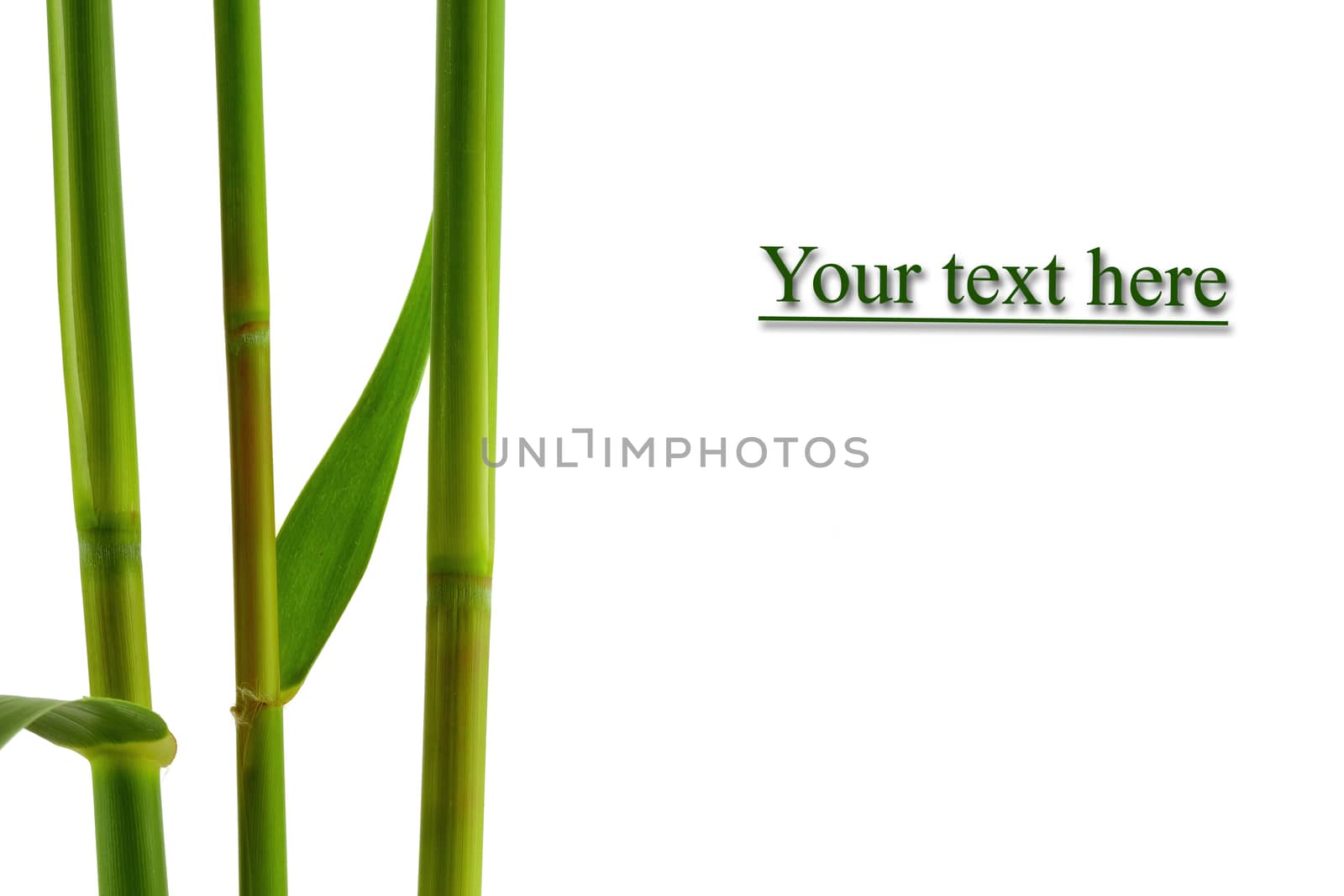 close up view of nice fresh leaf on white  back. banner.