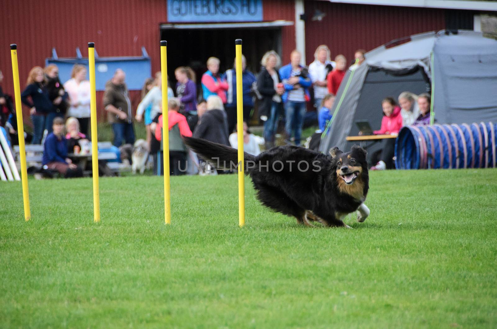 one competition in agility for dog and the dog is realy happy and have focus