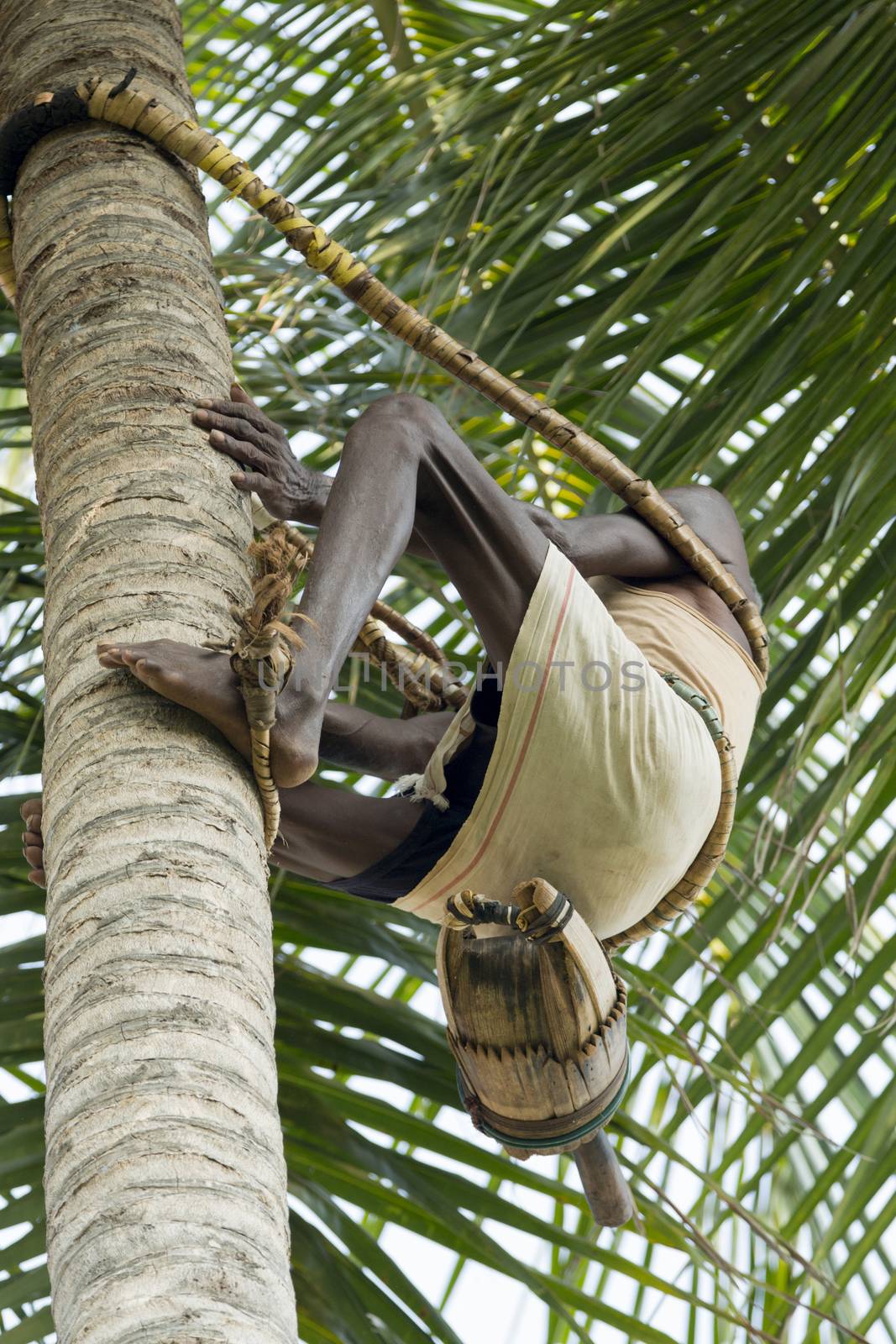 Editorial documentary, India Tamil Nadu Pondicherry aera, june 2015. Old poor professional climber on coconut tree-gathering coconuts with rope