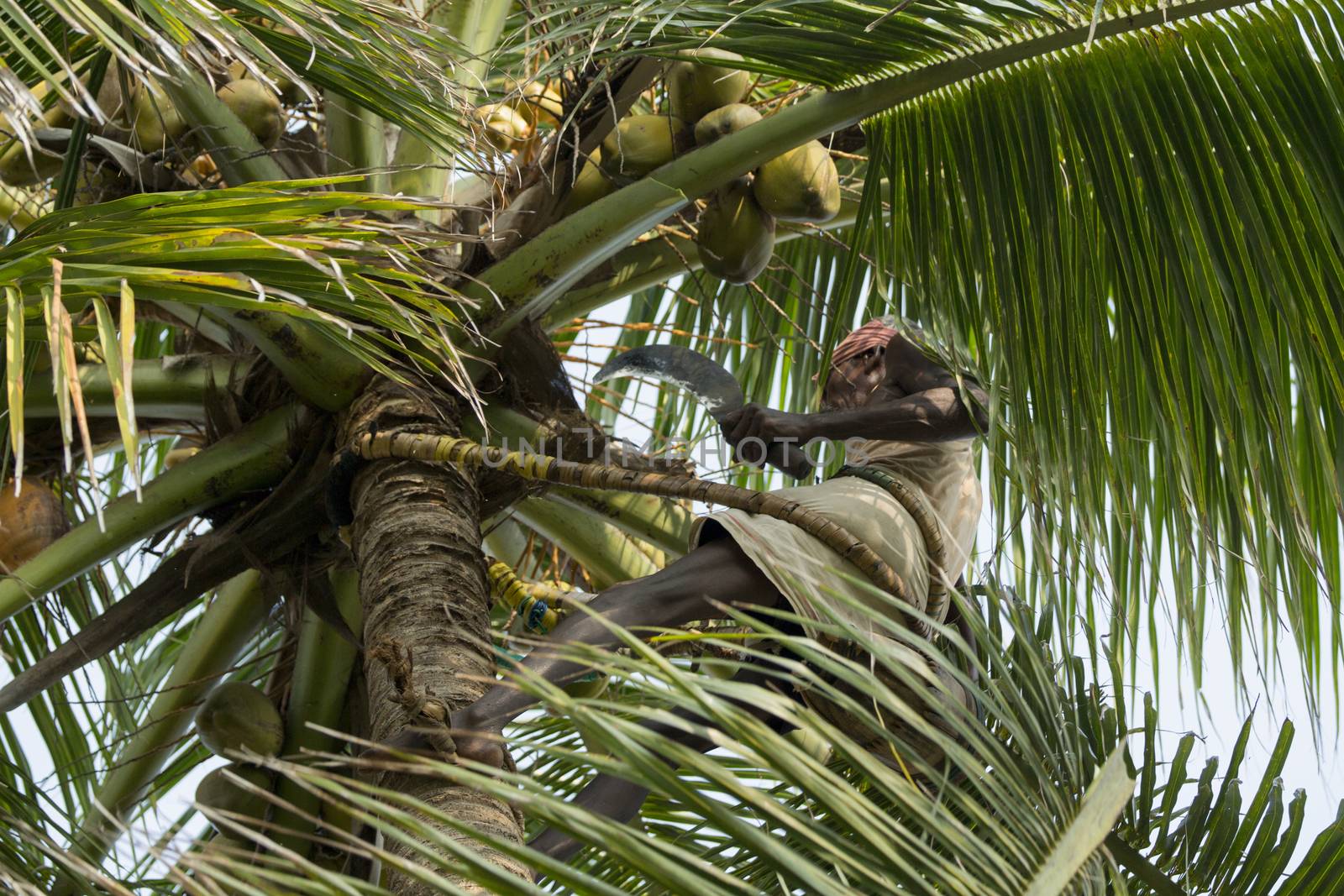 Editorial documentary. Old climber on coconut tree by CatherineL-Prod