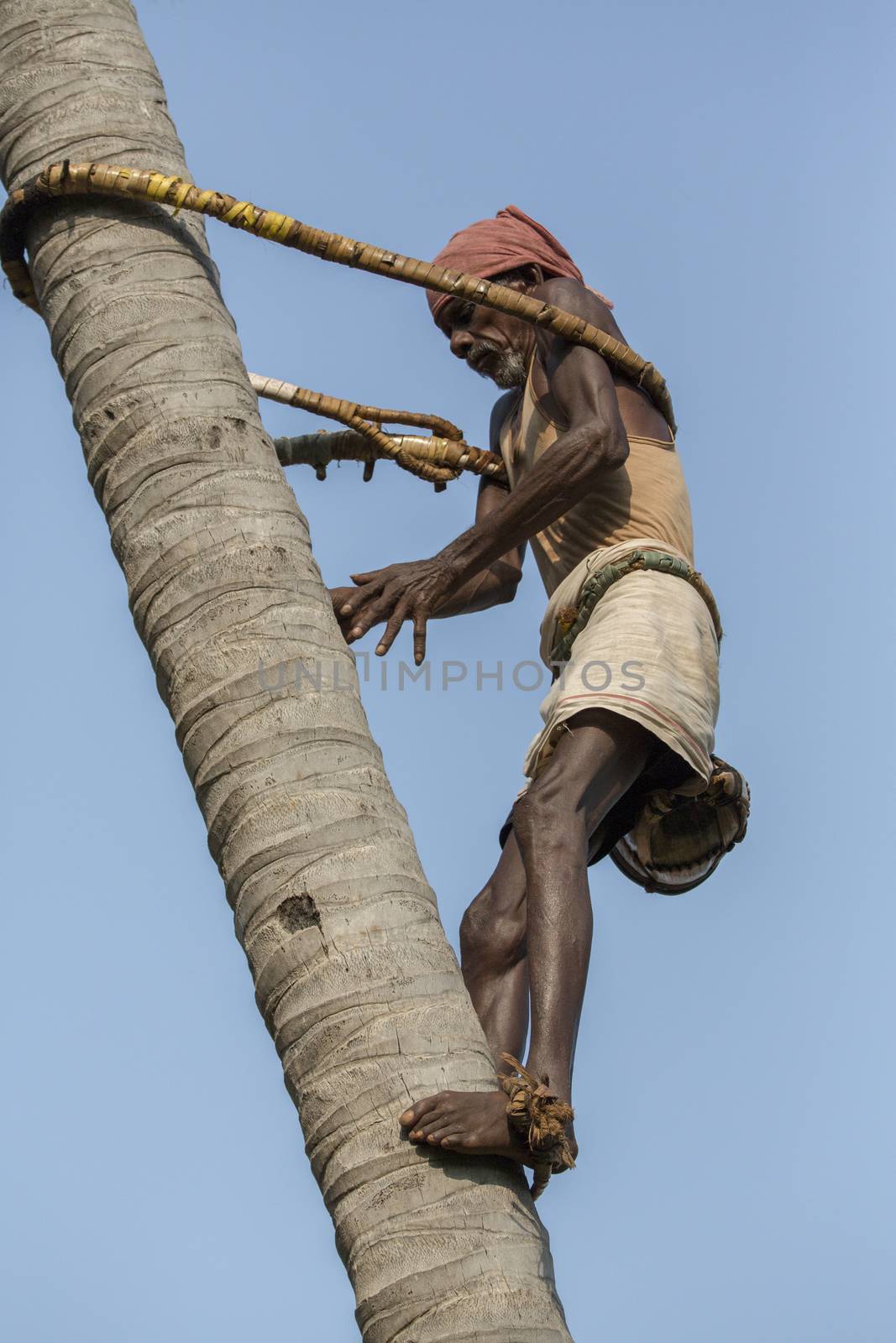 Editorial documentary, India Tamil Nadu Pondicherry aera, june 2015. Old poor professional climber on coconut tree-gathering coconuts with rope