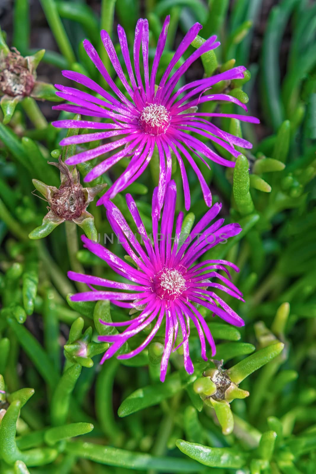 Violet flowers on a blured green background