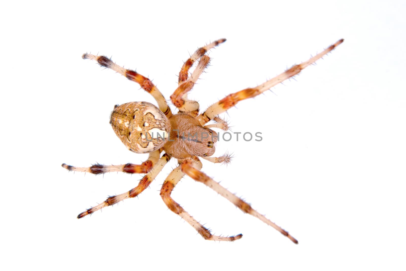 Brown spider isolated on a white background