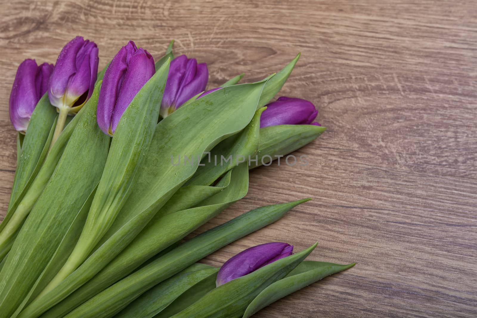 Violet tulips on a grey wooden background
