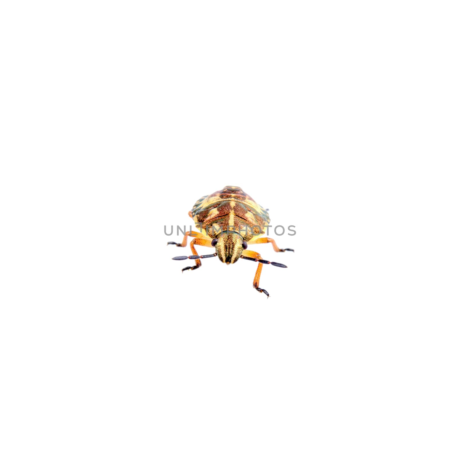 Brown shield bug isolated on a white background