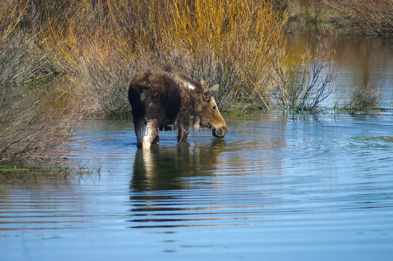 Moose in water in Grand Tetons National Park