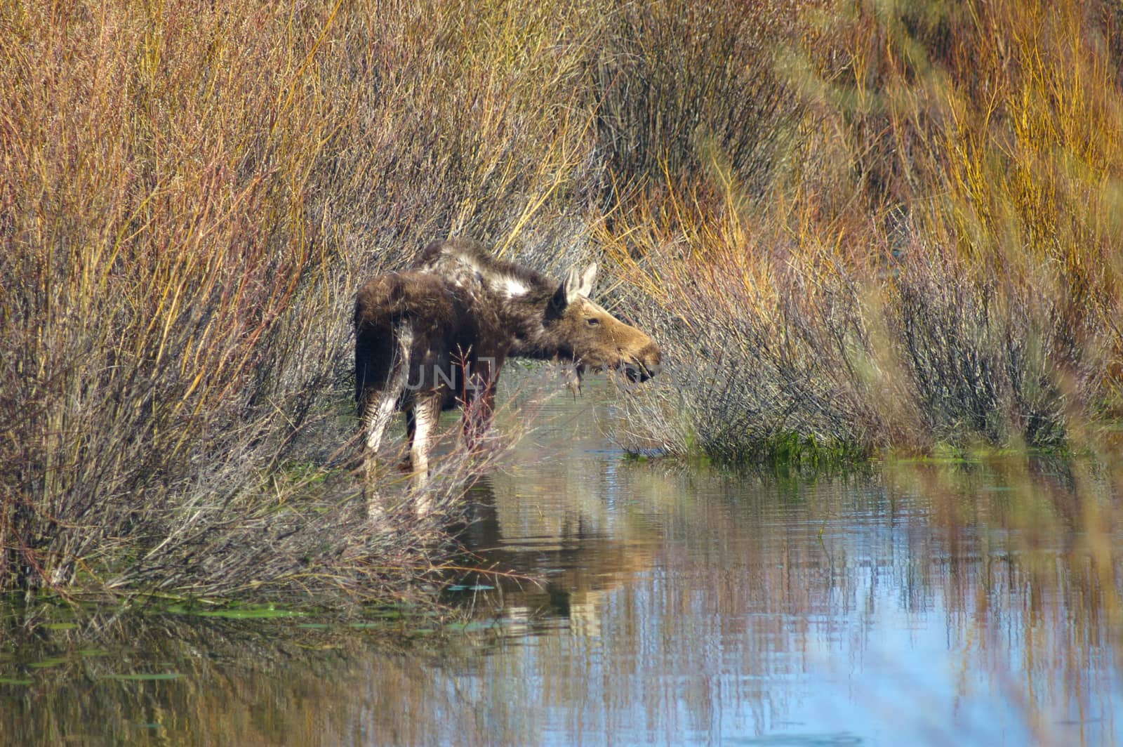 Moose in water in Grand Tetons National Park